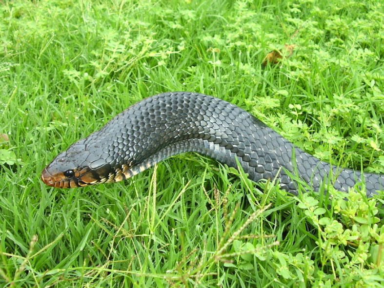 Eastern Indigo