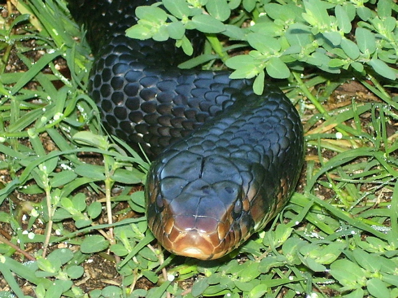 male couperi 04