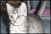fraidy cat