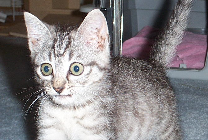 fraidy cat
