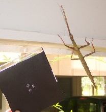 Walking Stick