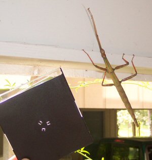 Walking Stick