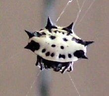 "smiley face" spider