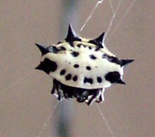 "smiley face" spider