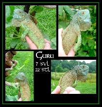 Guru