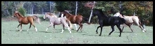 A portion of our herd running
