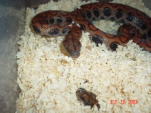 both snakes
