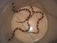 hatched 08--0-70-05