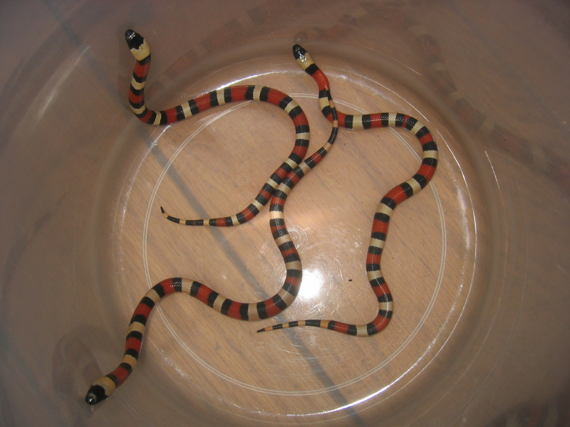 hatched 08--0-70-05