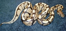Female ball "scar face"