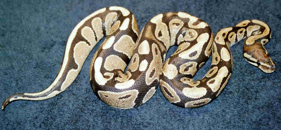 Female ball "scar face"