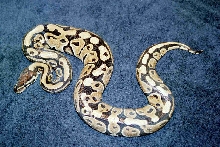 Male ball "hysteria"