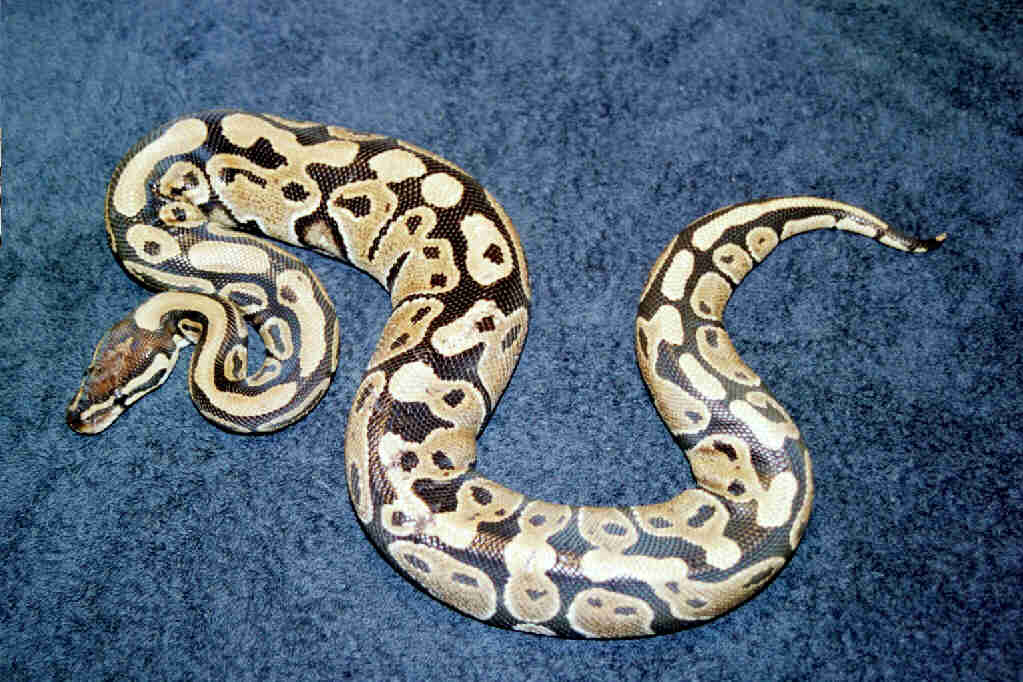 Male ball "hysteria"