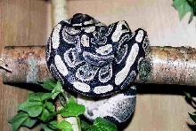 my IMG? ball newly shed!