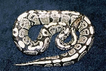 my IMG? ball newly shed!