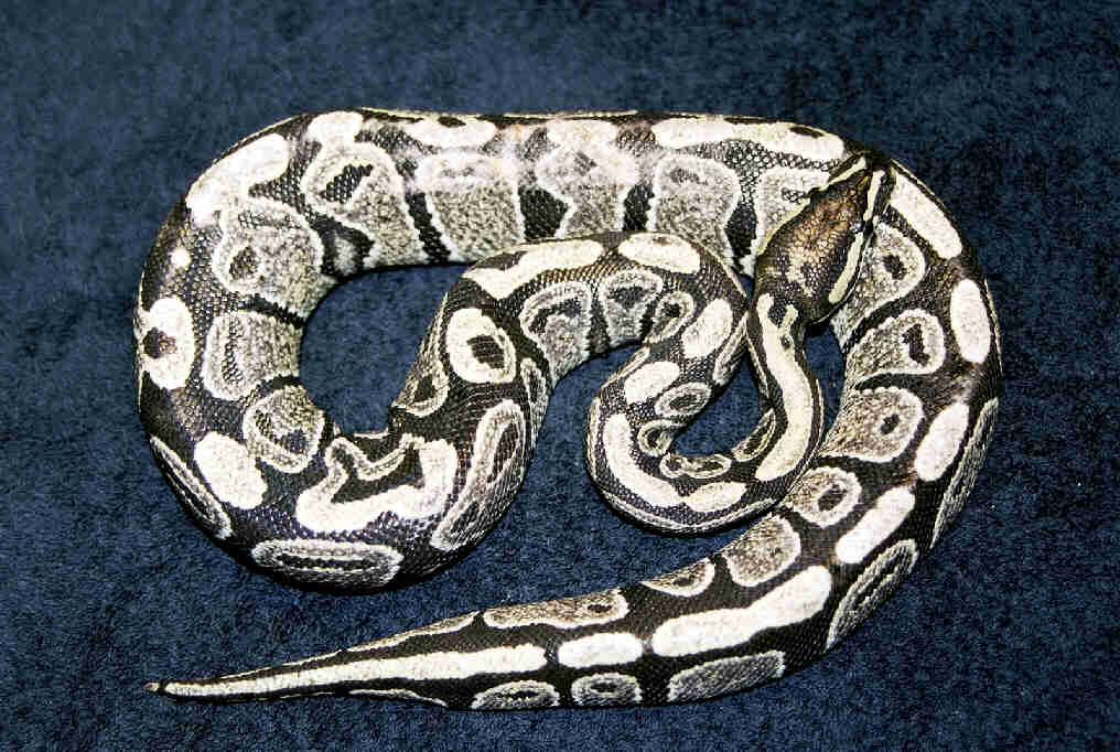my IMG? ball newly shed!
