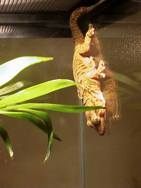 White spotted gecko