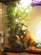 White Spotted Home