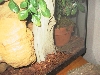 White Spotted Laying Eggs!!!!