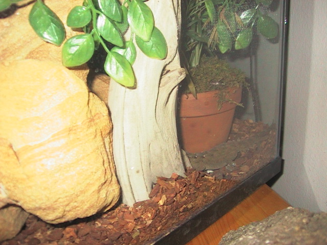 White Spotted Laying Eggs!!!!