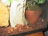 White Spotted covering eggs