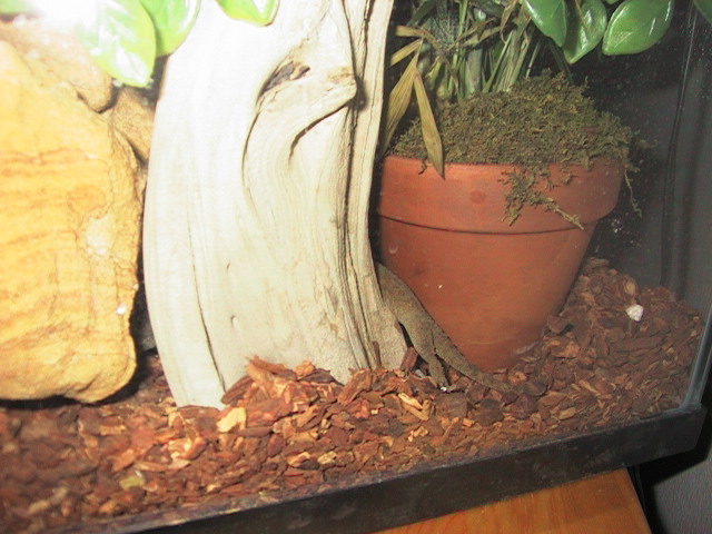 White Spotted covering eggs