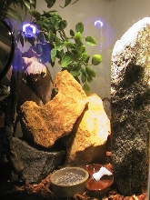 White Spotted Home
