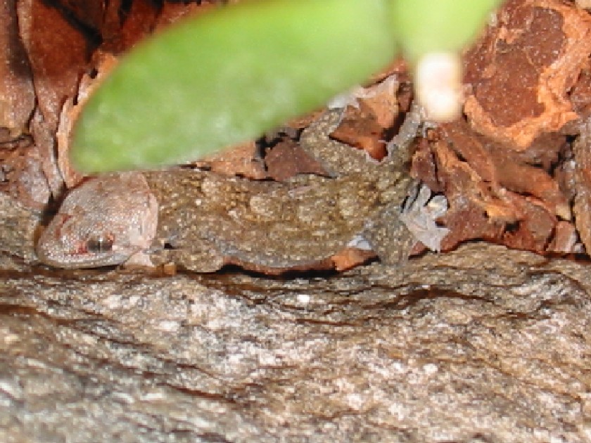 Baby T. Annularis