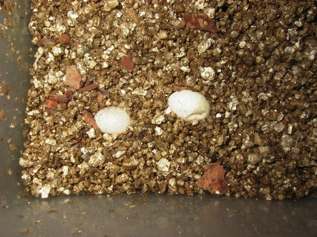 Tarentola Annularis Eggs
