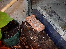 Creamsicle Corn