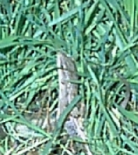 what kind of lizard is this