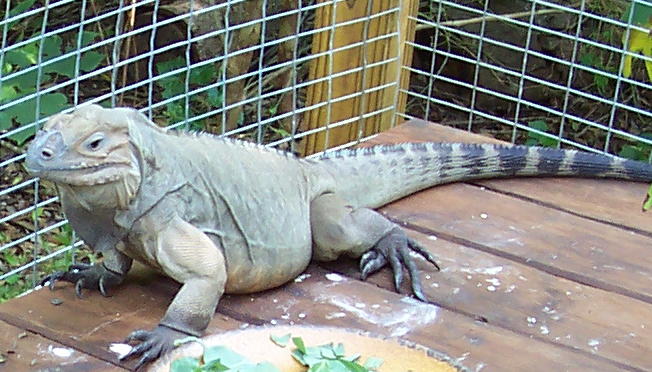 Female Rhino