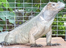 Male rhino