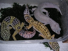 Breeding Trio