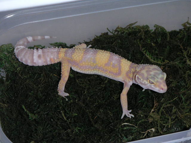 Tremper Albino Female
