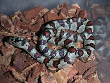 Male Varieable Kingsnake