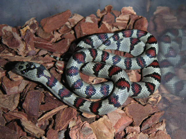 Male Varieable Kingsnake