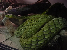Dendroaspis viridis "West African Green" Mamba -2