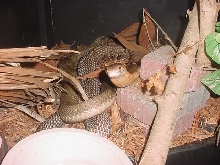 Nesting O. hannah