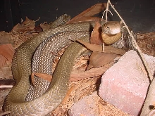 Gravid Ophiophagus hannah