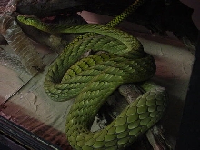 D. viridis -3