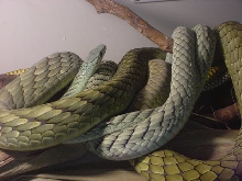 West African Green Mambas (Dendroaspis viridis)