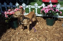 peanut inthe spring