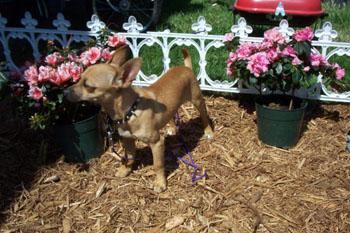 peanut inthe spring