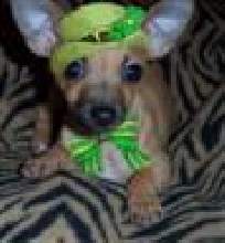 peanut in green