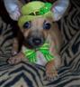 peanut in green