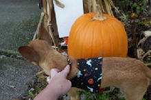 peanut at halloween