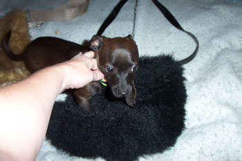 fuzzy purse 2
