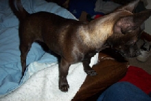 jack