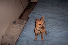 peanut